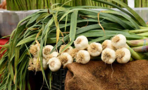 Read more about the article 11 Amazing Benefits of Garlic | लहसुन खाने के 11 आश्चर्यजनक लाभ जो आप शायद नहीं जानते होंगे |